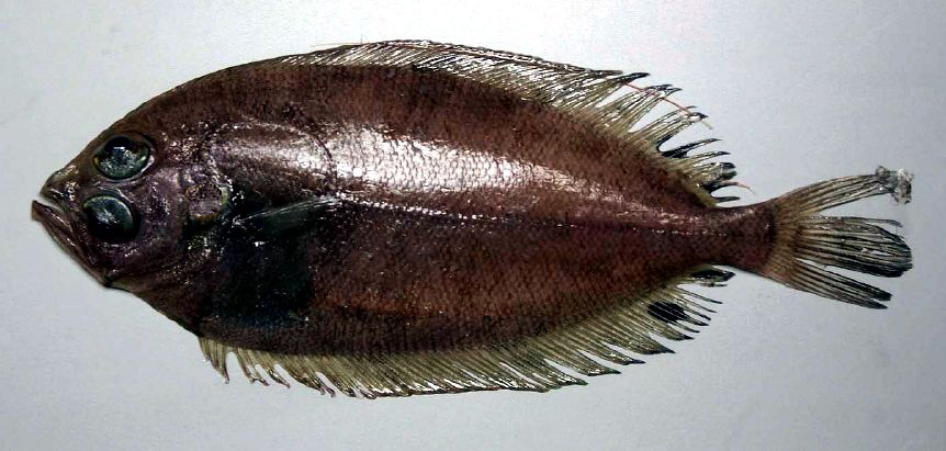 Lepidorhombus boscii_02